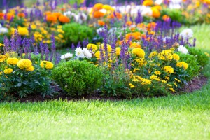Blumenbeet